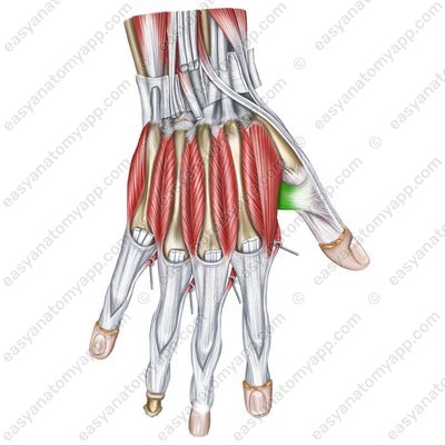 Adductor pollicis muscle (m. adductor pollicis)